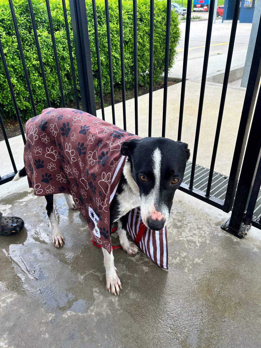 Dogs Day Out - Active Towel