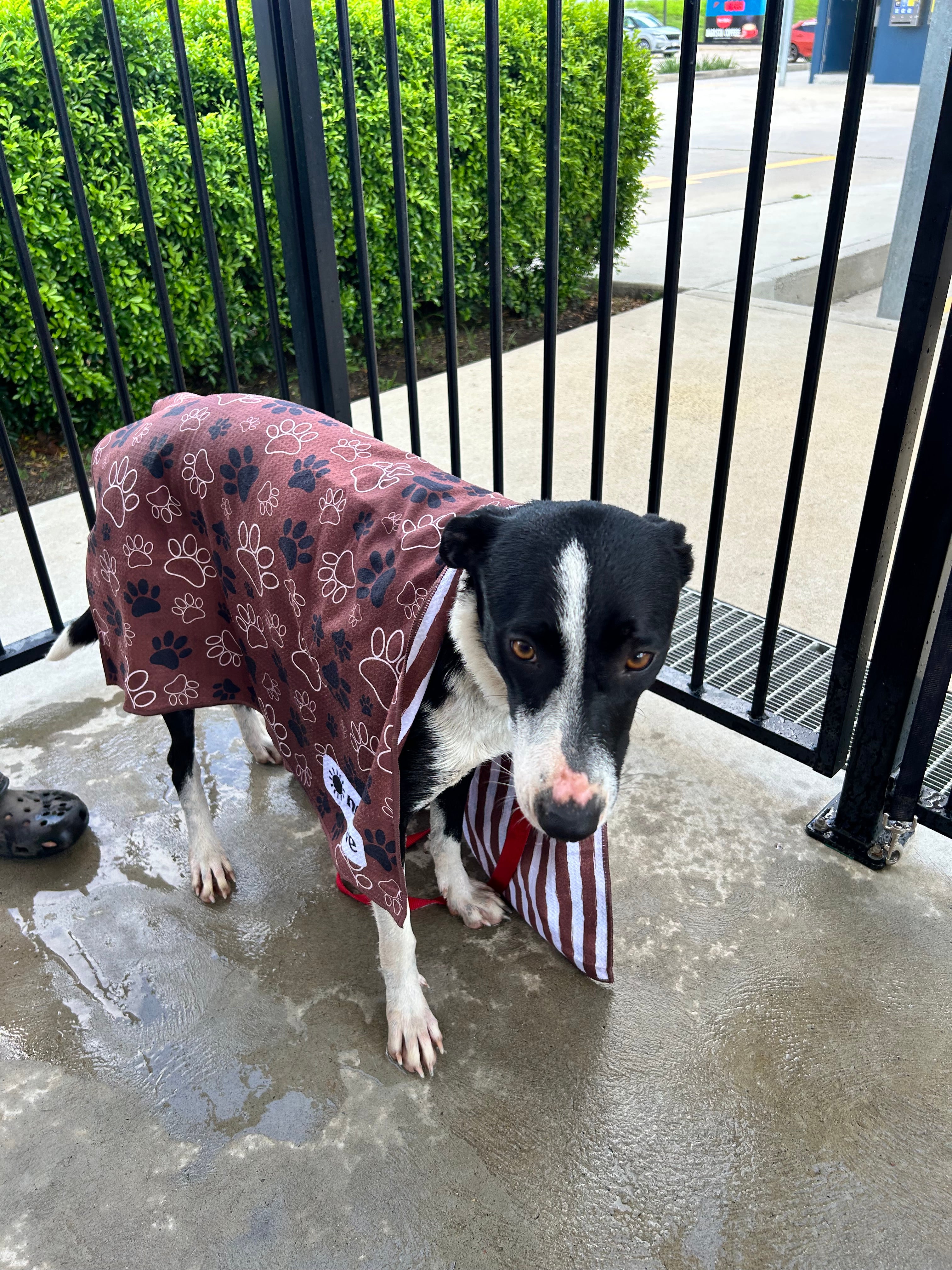 Dogs Day Out - Active Towel