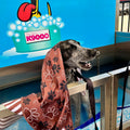 Dogs Day Out - Active Towel