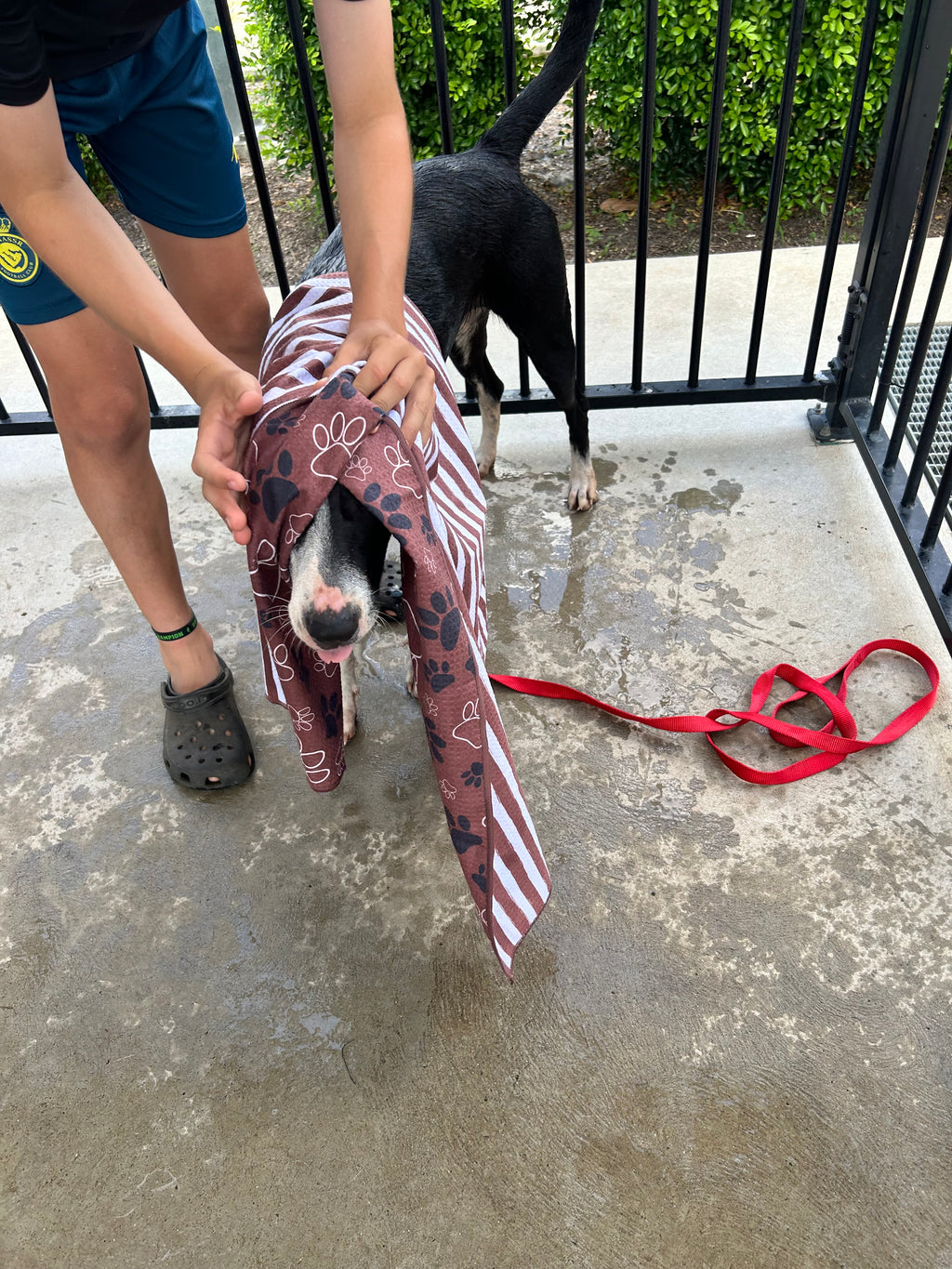 Dogs Day Out - Active Towel